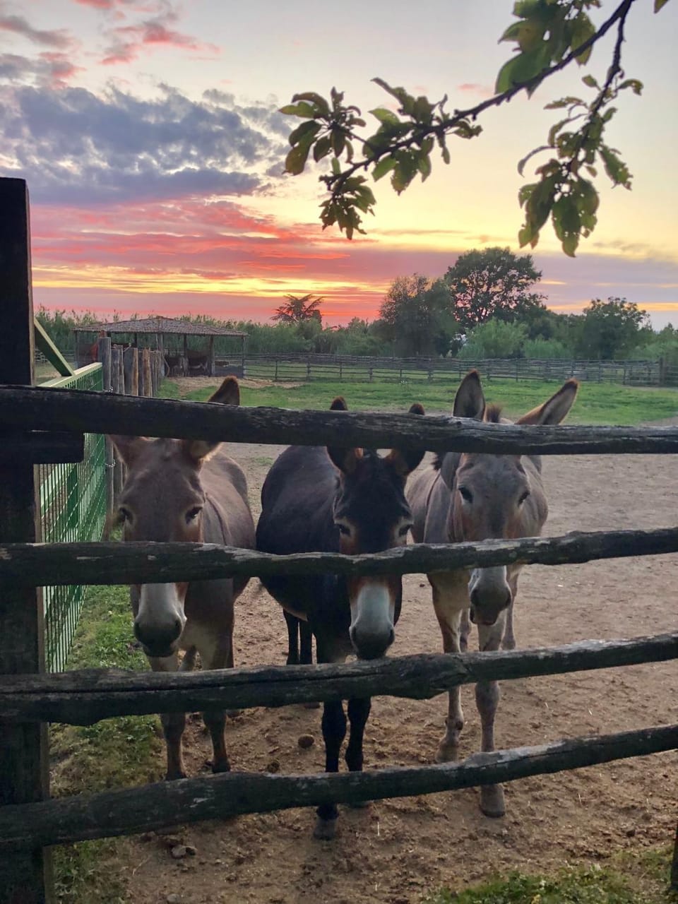 Staff, Animals, Sunset, Family