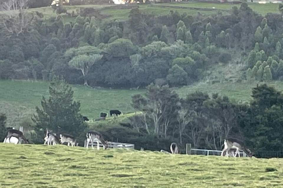 Ramarama retreat, farm views, spa bath & deer House in Waikato