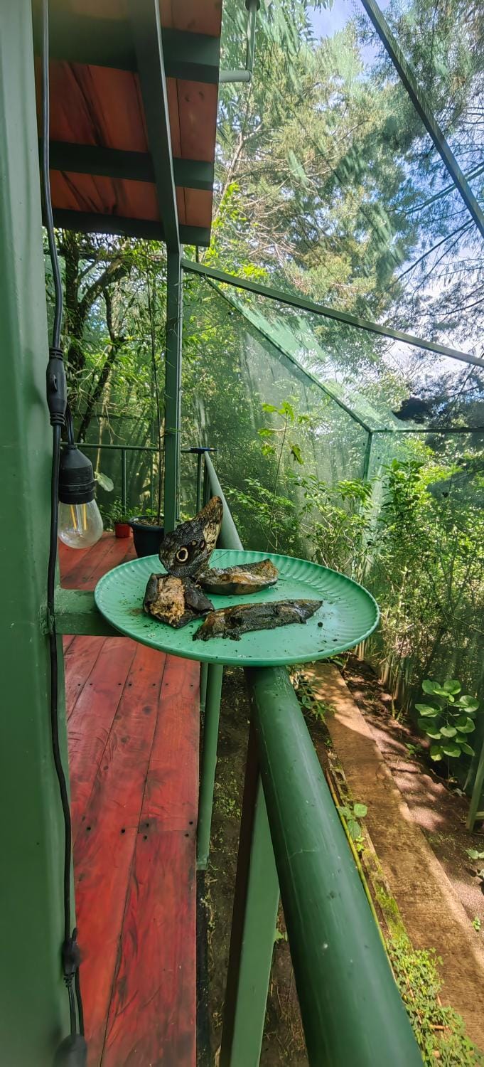 Glamping Butterflay Garden Luxury tent in Heredia Province
