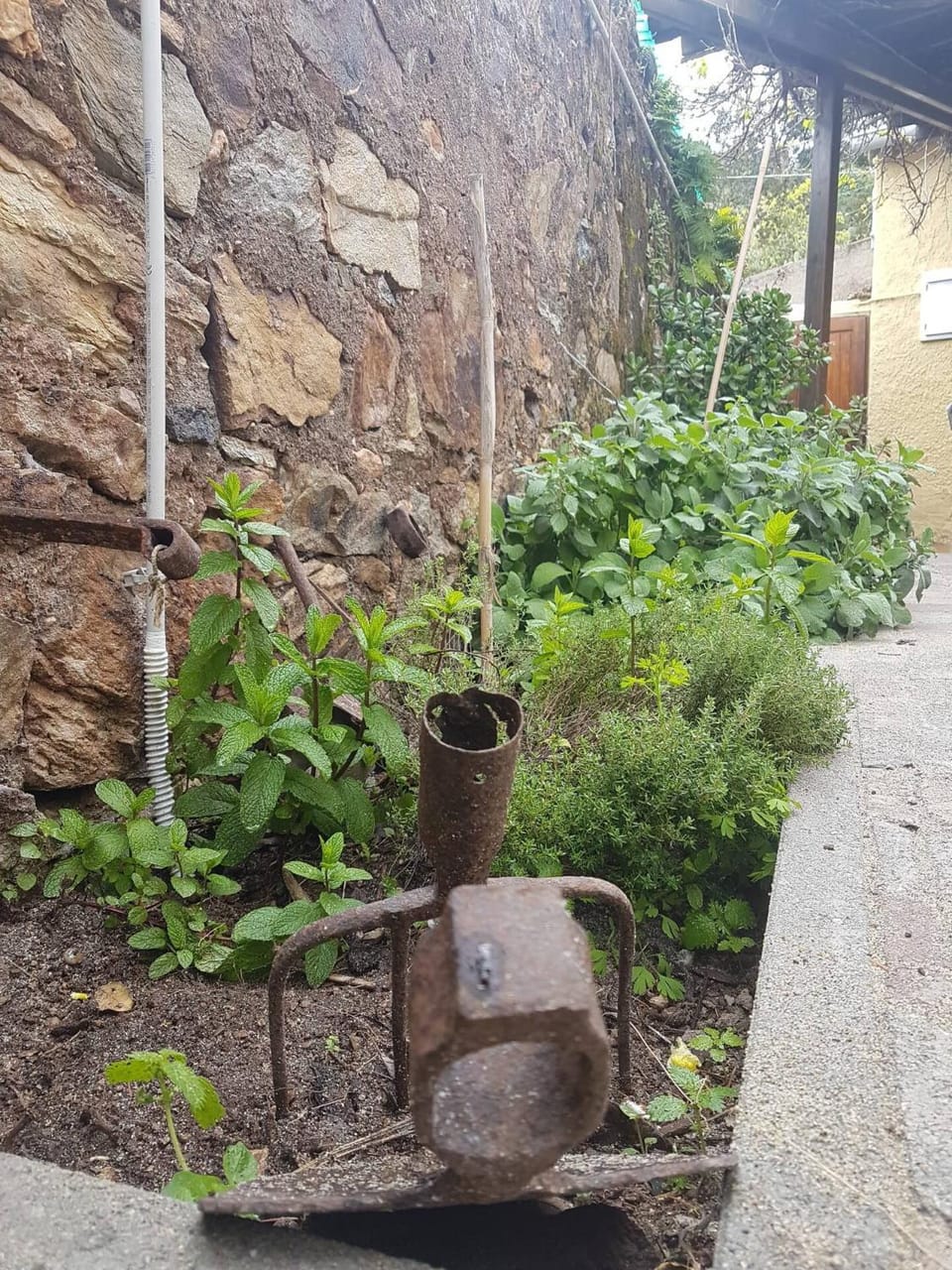 Garden view