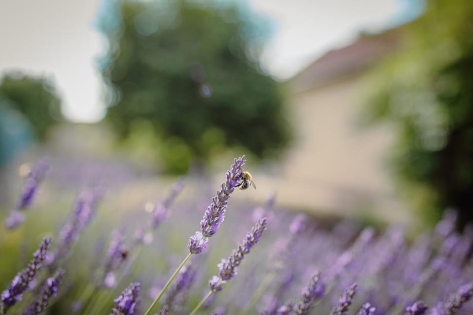Garden, Animals, Garden view