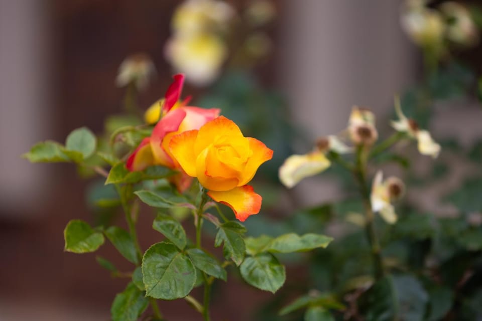 Day, Garden, Garden view