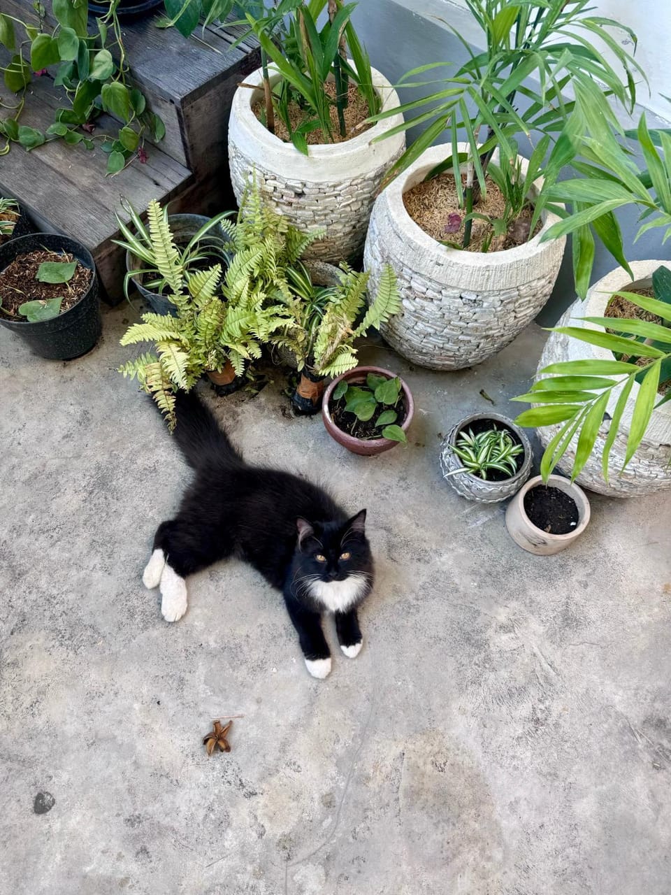 Pets