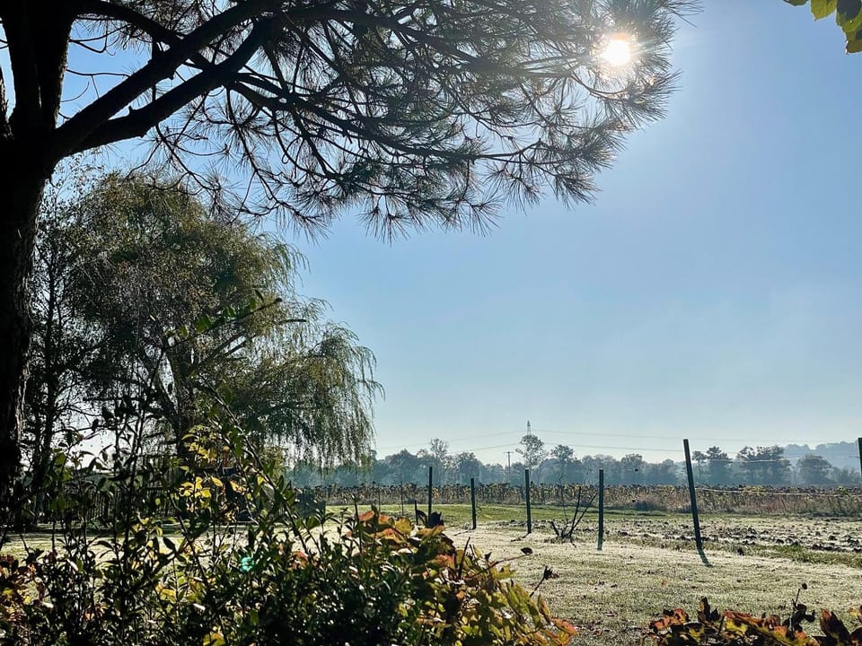 Natural landscape, Garden, Garden view
