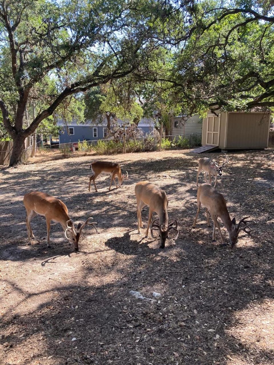 Garden, Animals