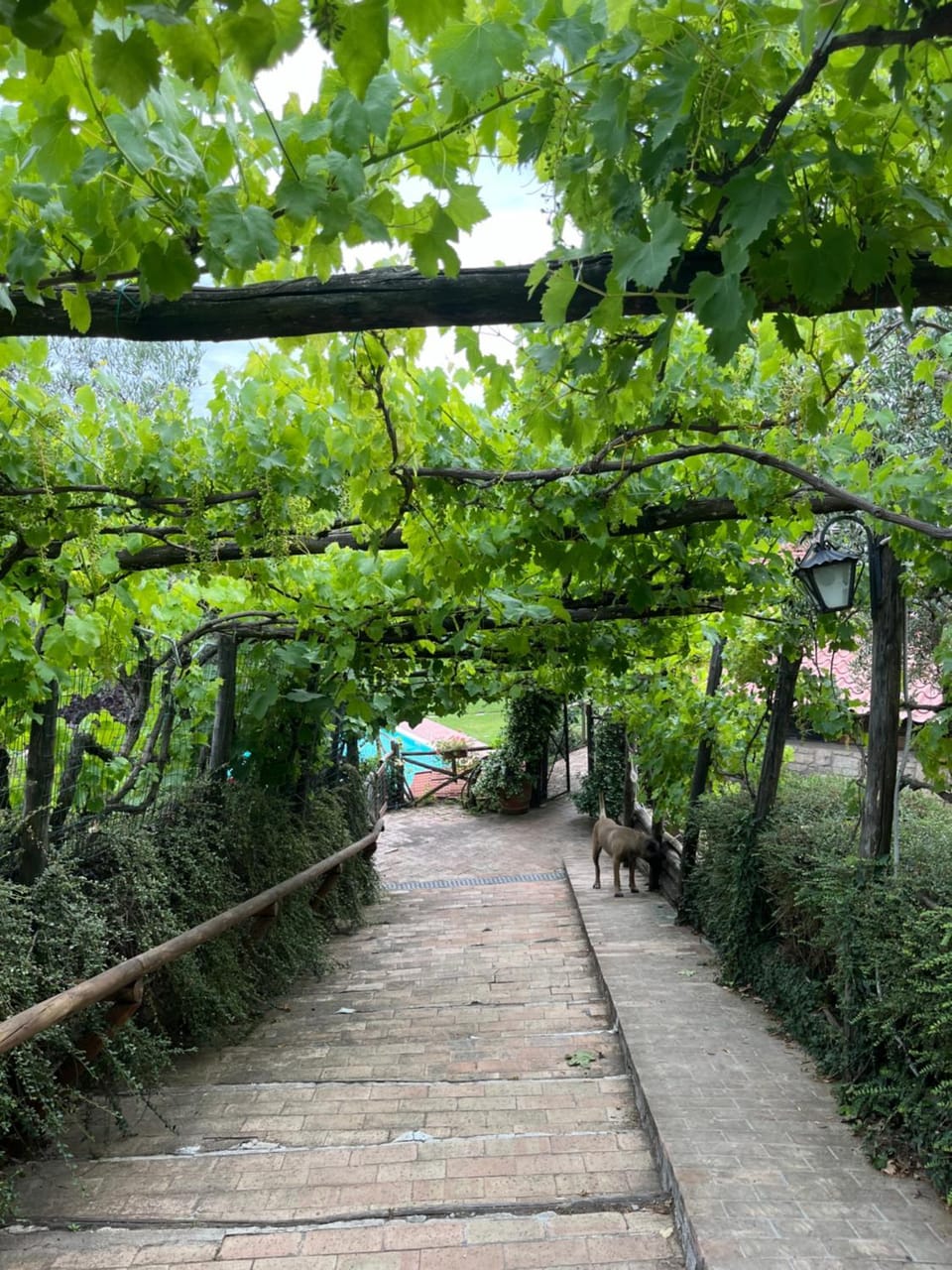 Garden view