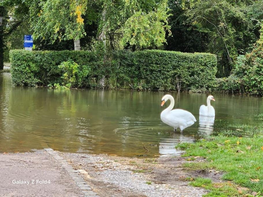 Day, Natural landscape, Animals, Lake view, River view