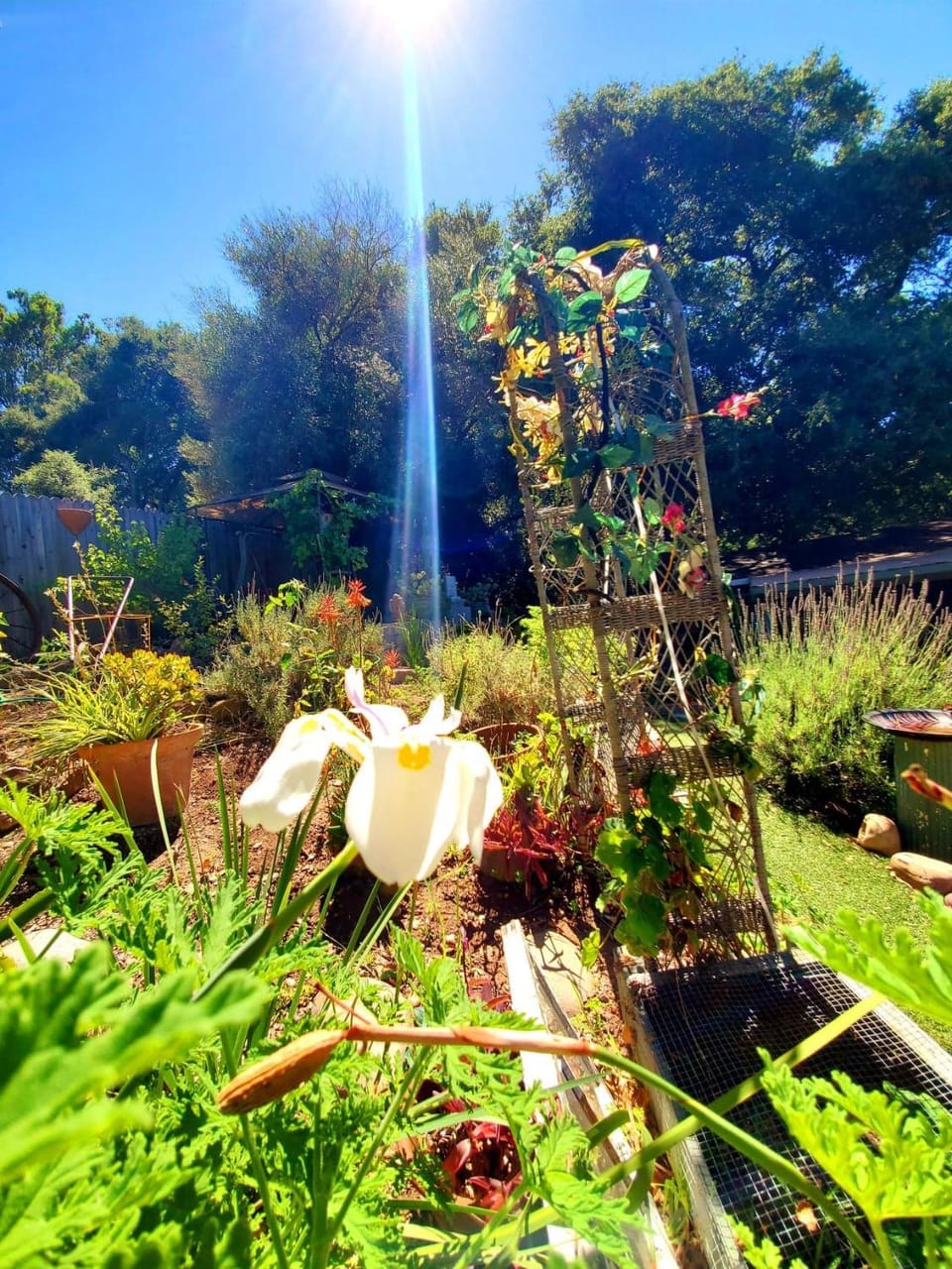 Spring, Day, Garden, Garden view