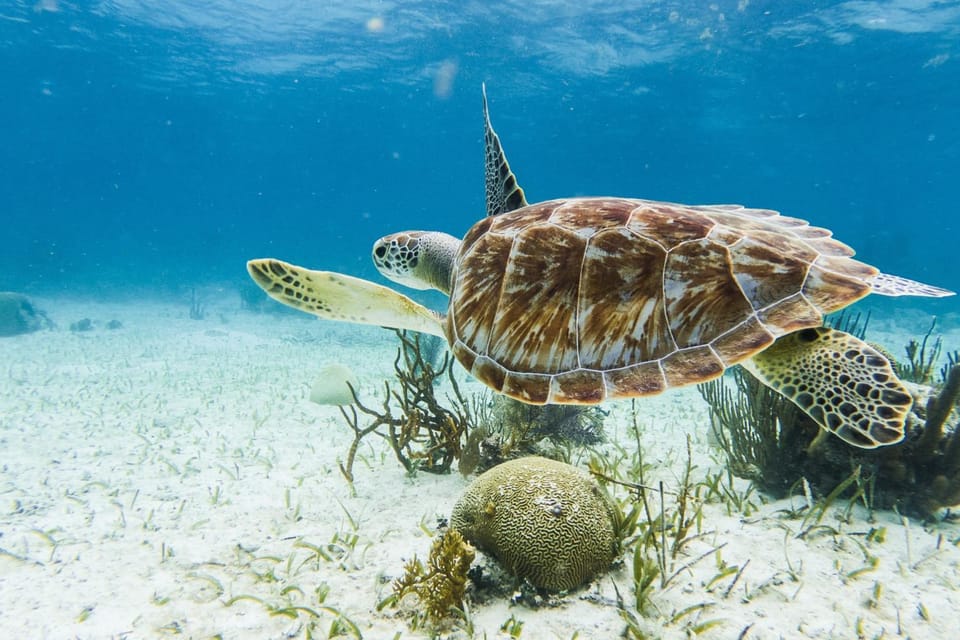 Snorkeling, Diving, Sports