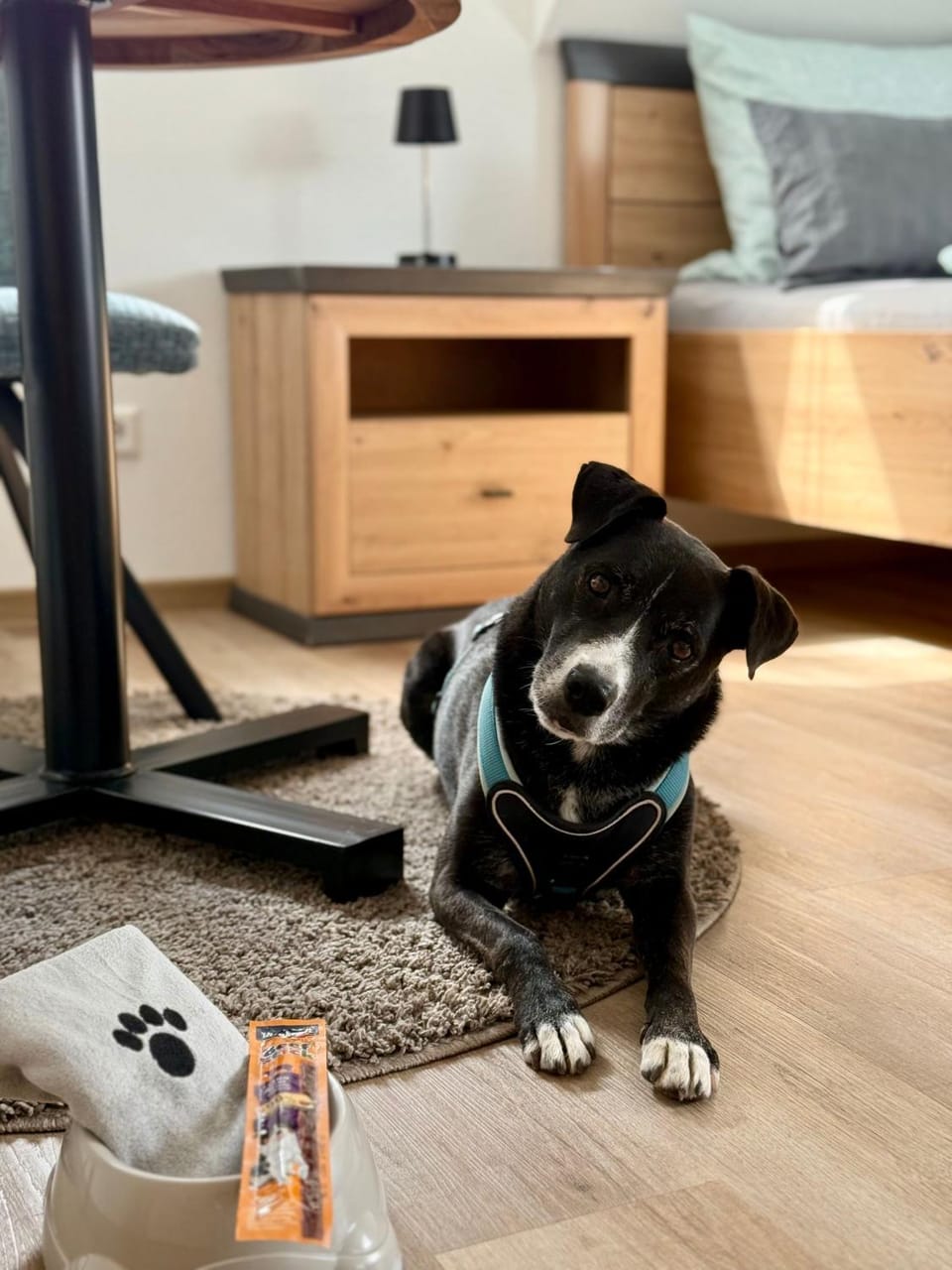 Pets