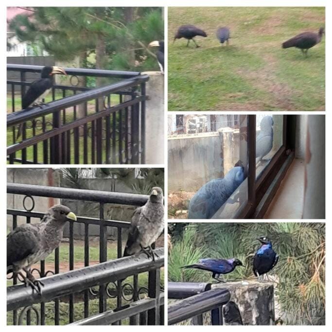 Animals