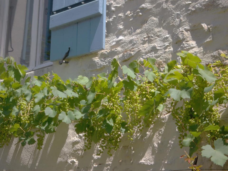 Facade/entrance, Garden