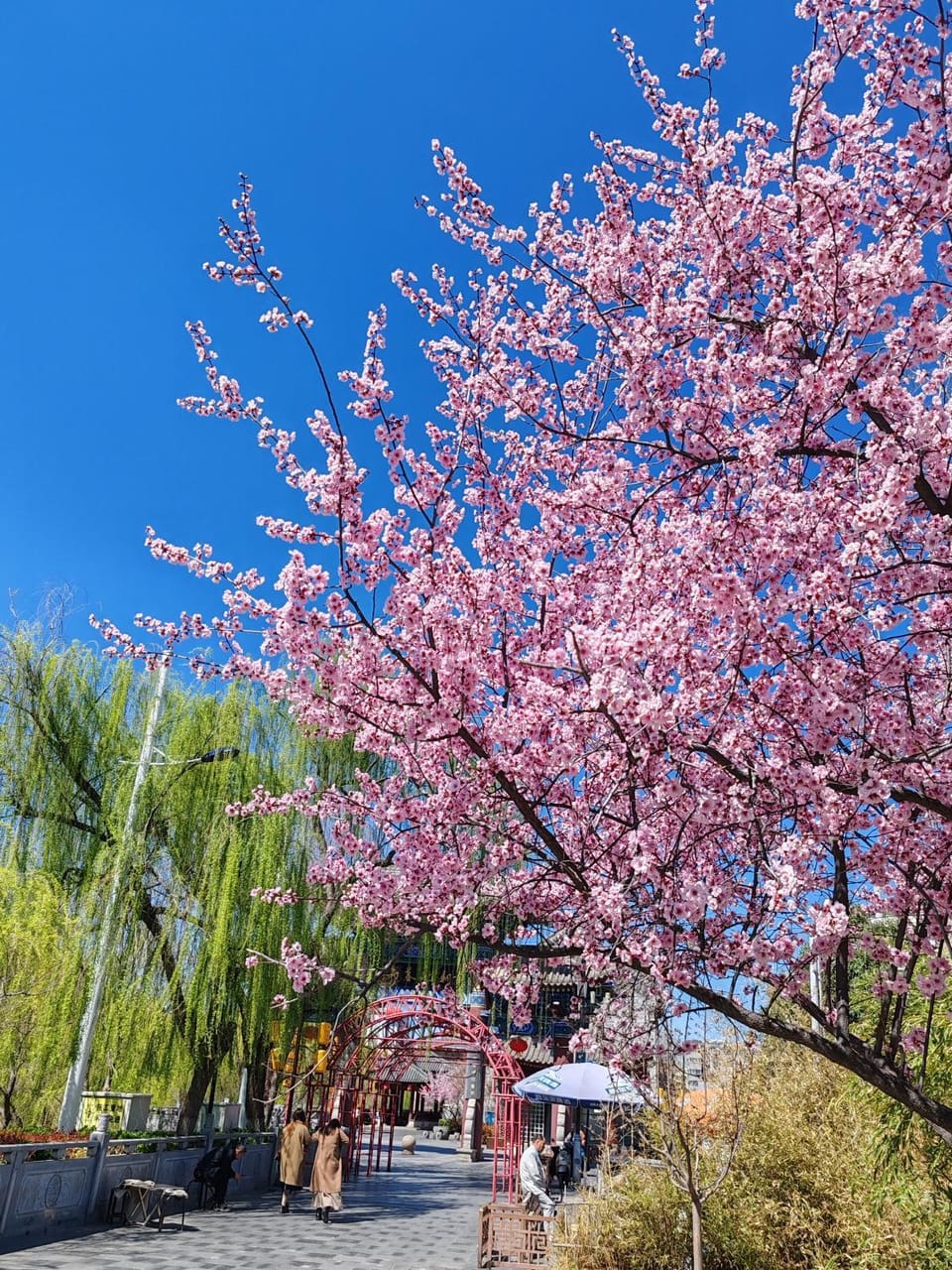 Spring, Day, Neighbourhood, Quiet street view