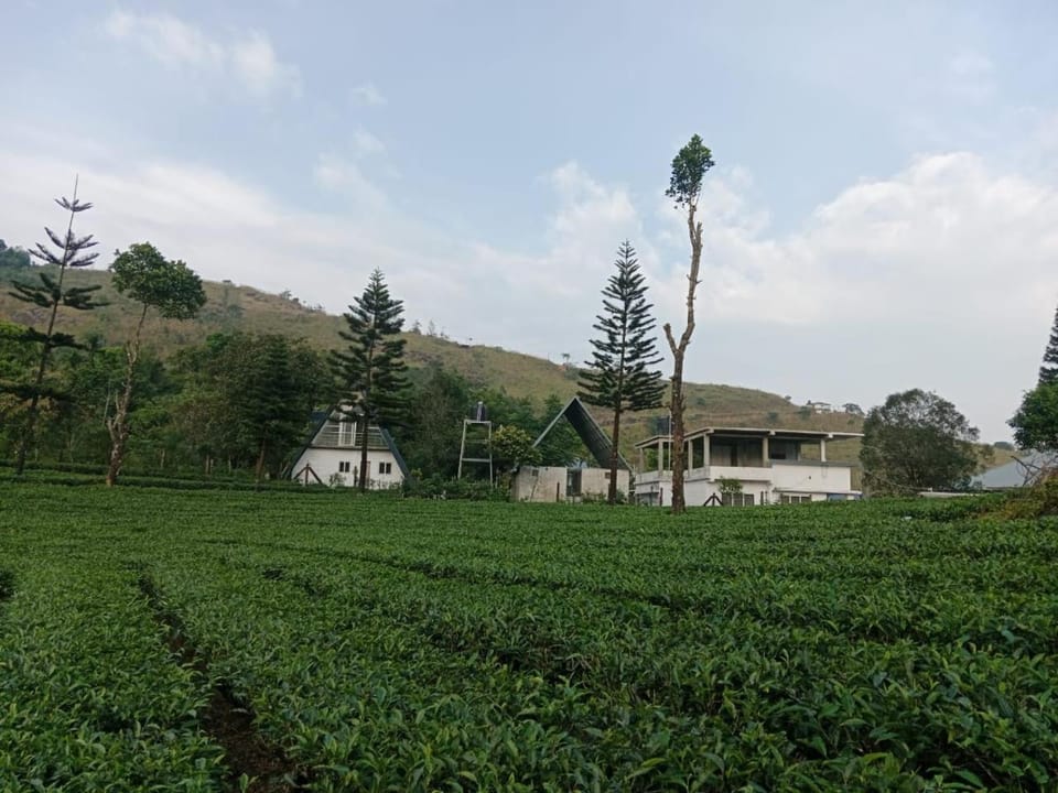 Pine Trees Home Holidays Vacation rental in Kerala