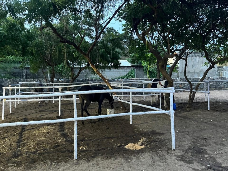 Horse-riding