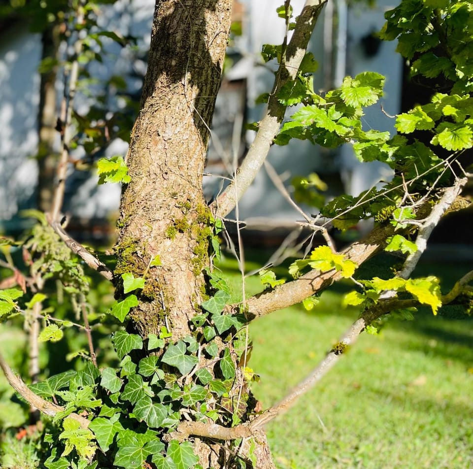 Spring, Natural landscape, Garden, Garden view
