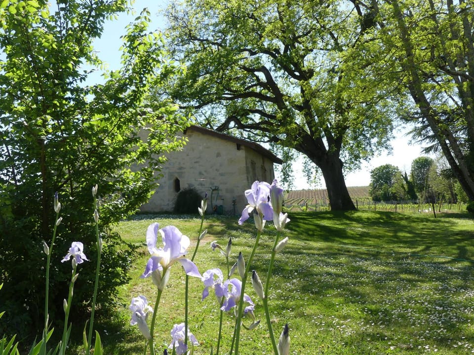Spring, Natural landscape, Garden, Garden view