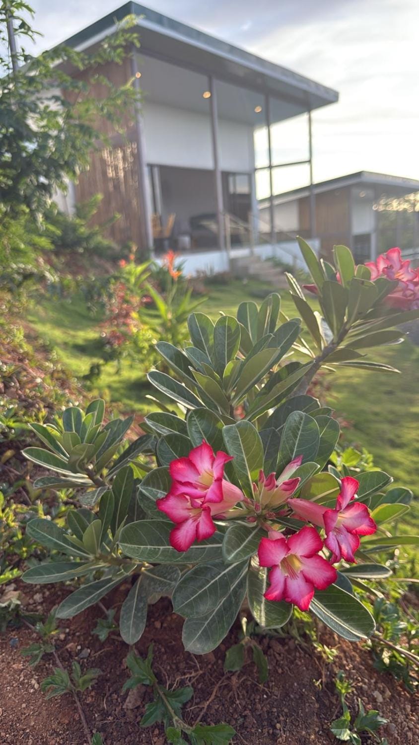 Property building, Day, Garden