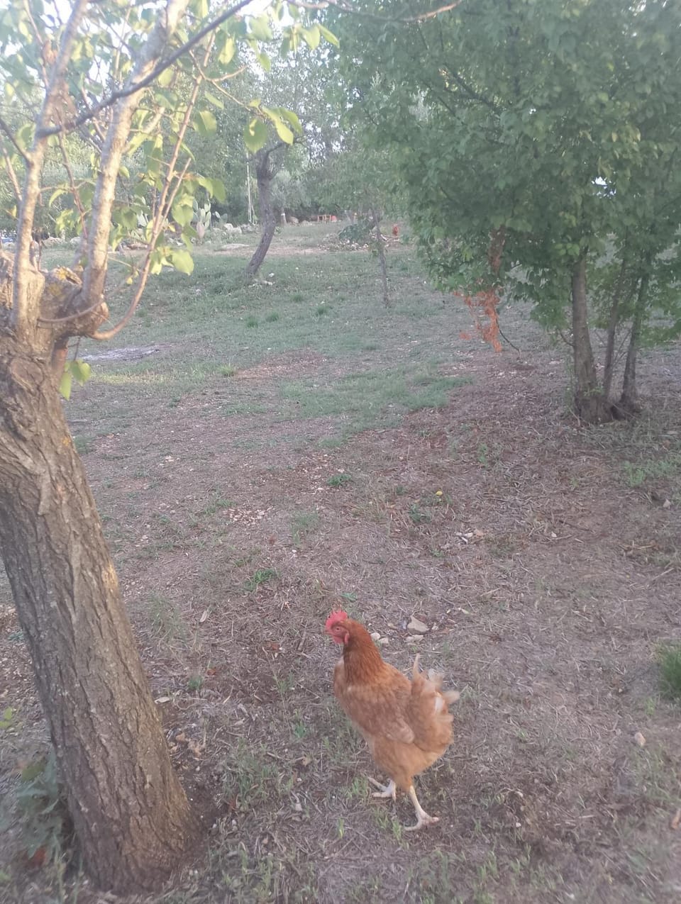Animals