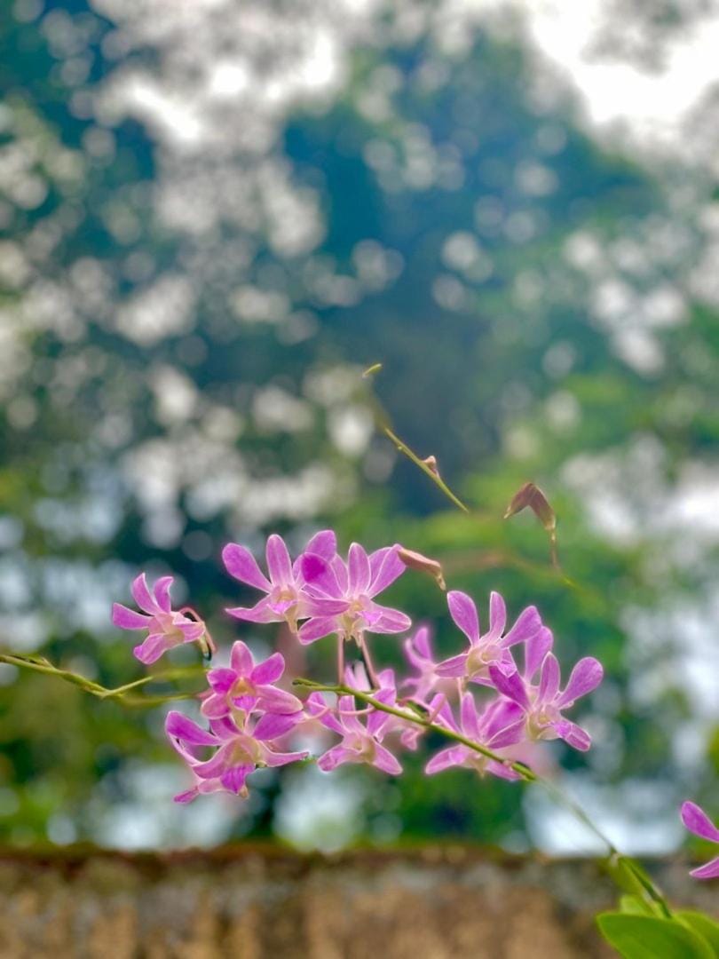 Day, Natural landscape, Garden, Garden view