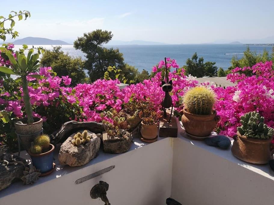 Natural landscape, Garden, Sea view