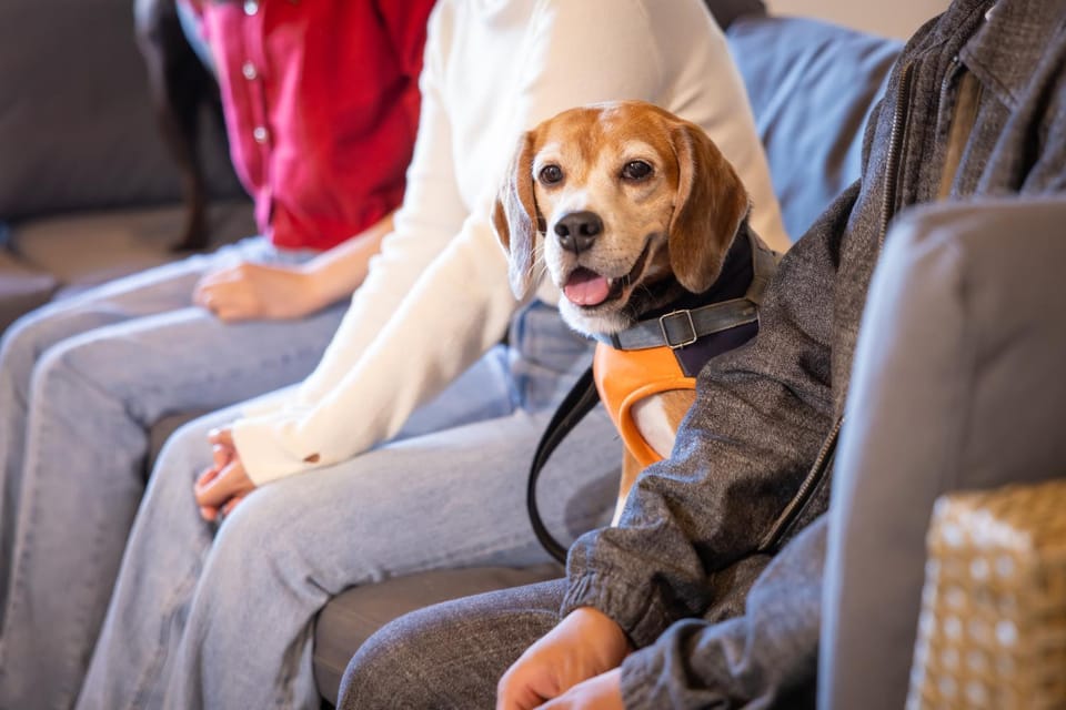 People, Animals, Animals, Animals, Pets, Pets, Guests, group of guests, pet friendly, pet friendly