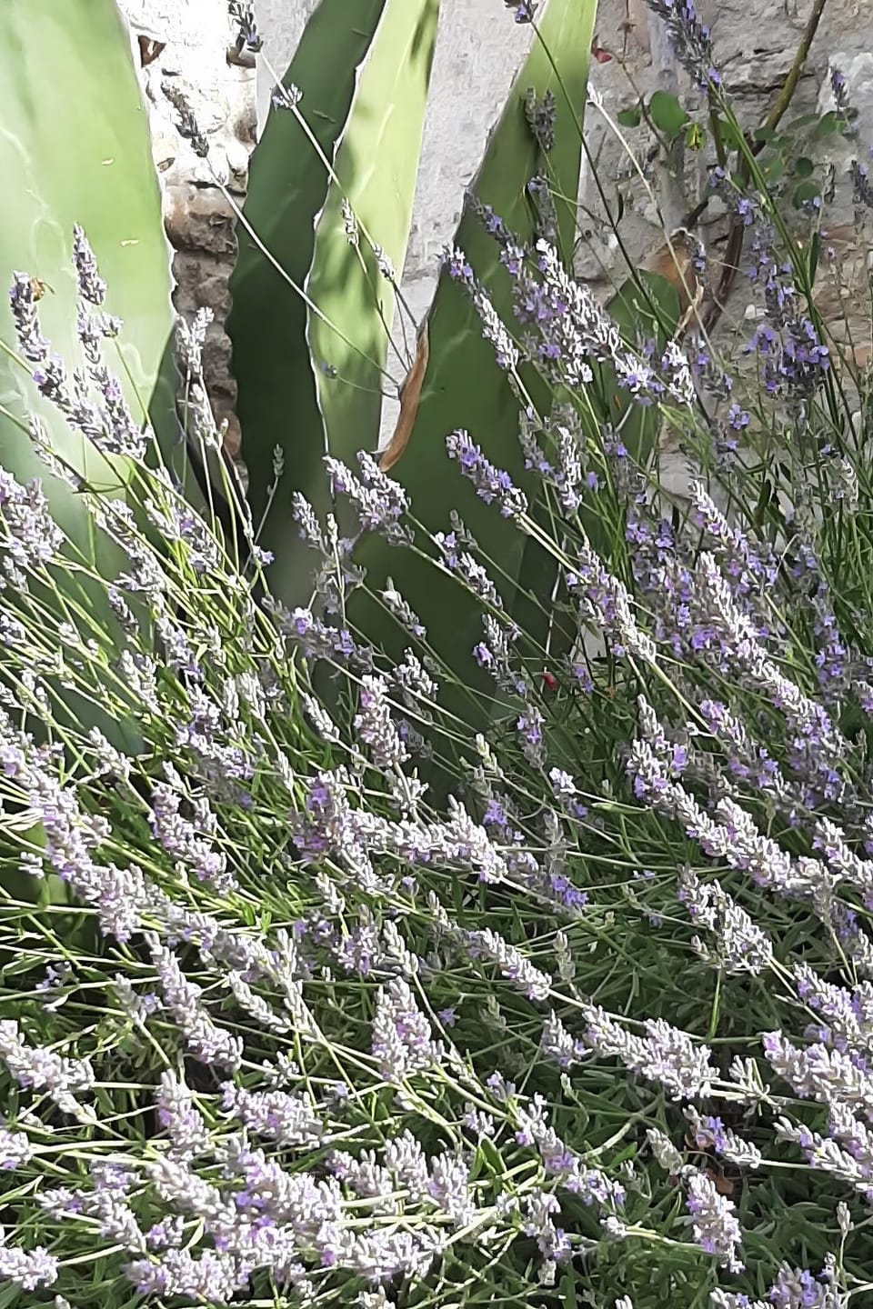 Maisonnette de charme Bord Ardèche Apartment in Balazuc