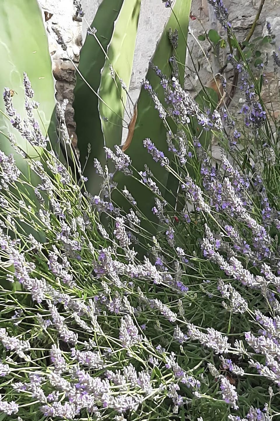 Maisonnette de charme Bord Ardèche Apartment in Balazuc