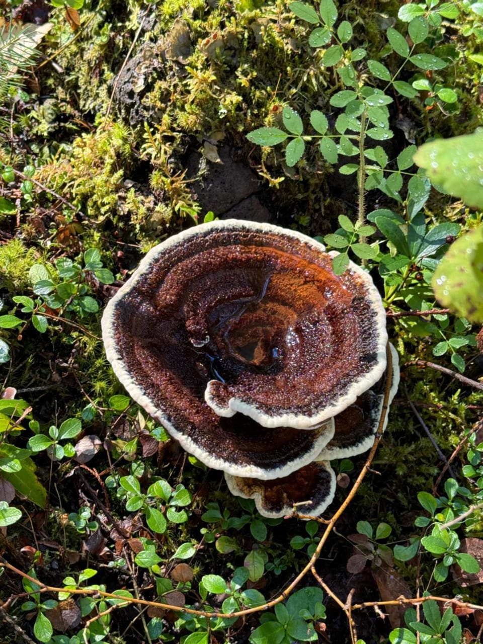 Natural landscape
