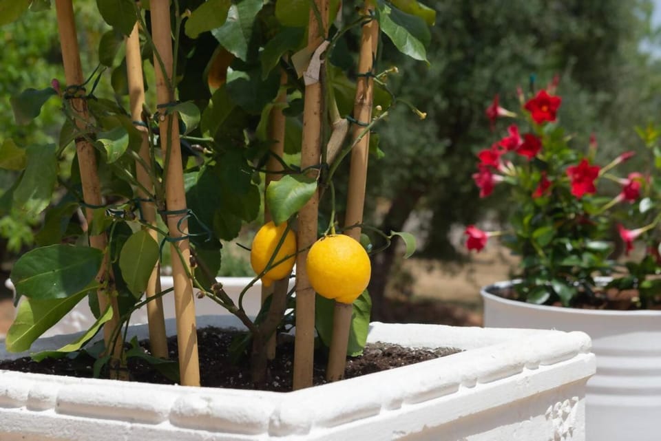 Lamia Papo with exclusive pool Villa in Province of Taranto