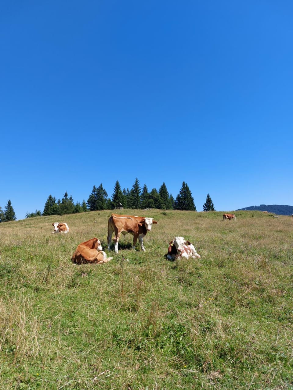 Koča Lipa pod Veliko planino House in Slovenia