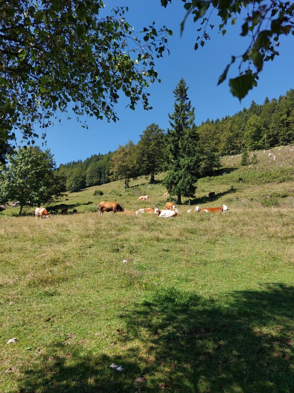 Koča Lipa pod Veliko planino House in Slovenia