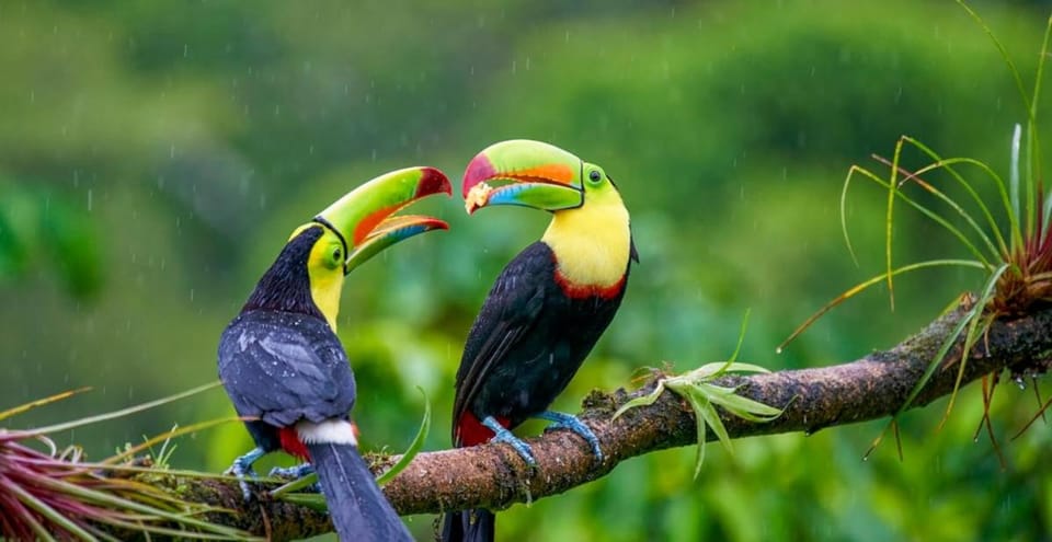 Natural landscape, Animals