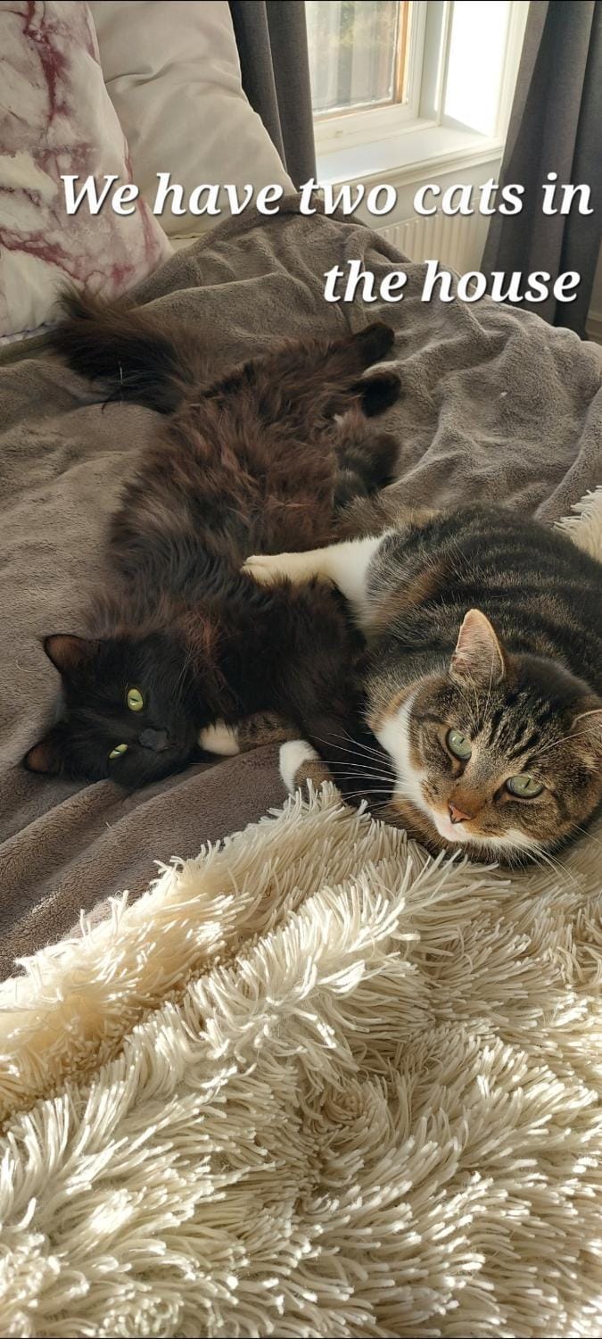 Pets