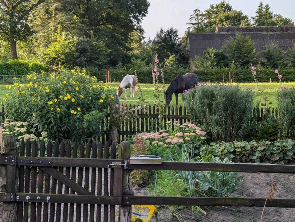 Garden view