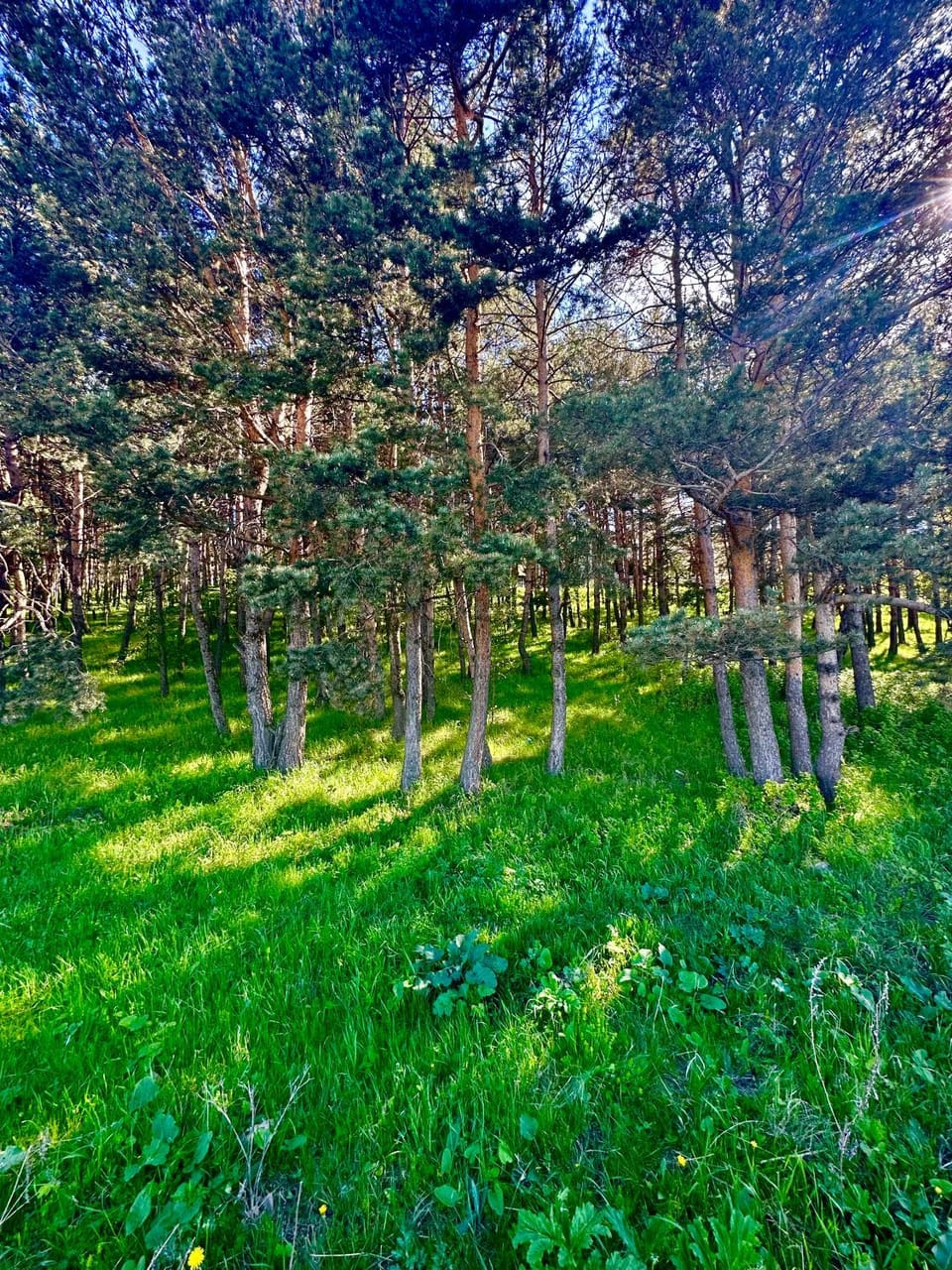 Natural landscape, Garden