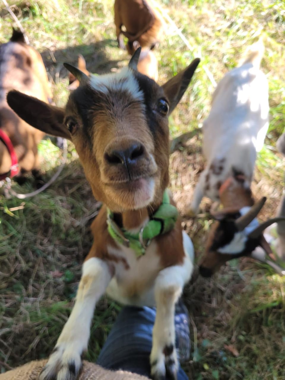 Animals