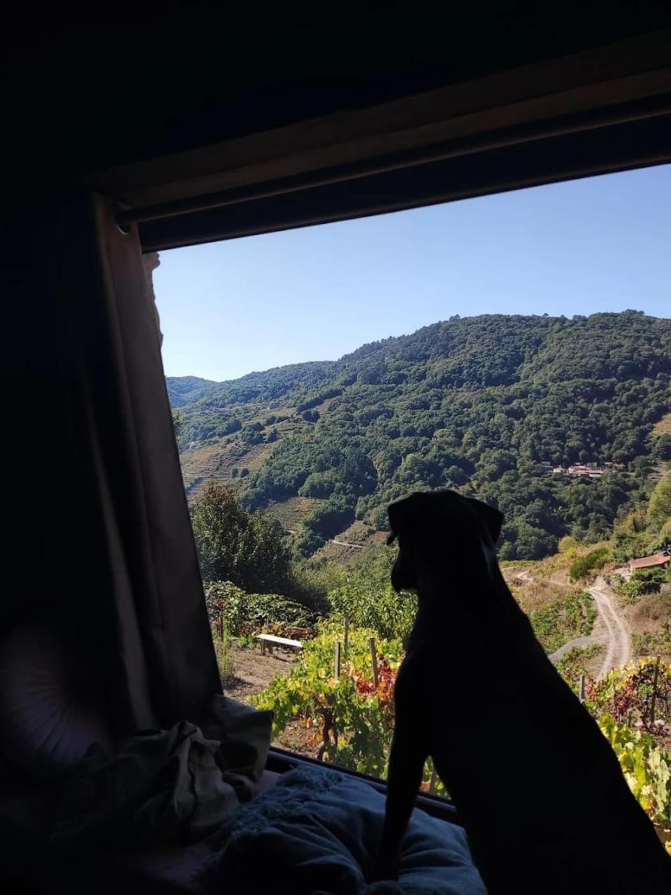 Pets, Mountain view