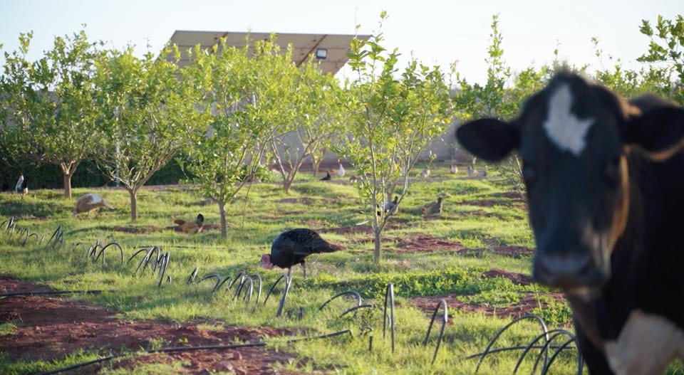 Spring, Garden, Animals