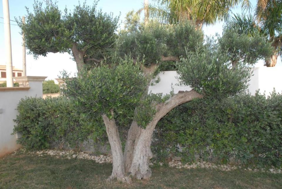 Day, Garden, Garden view