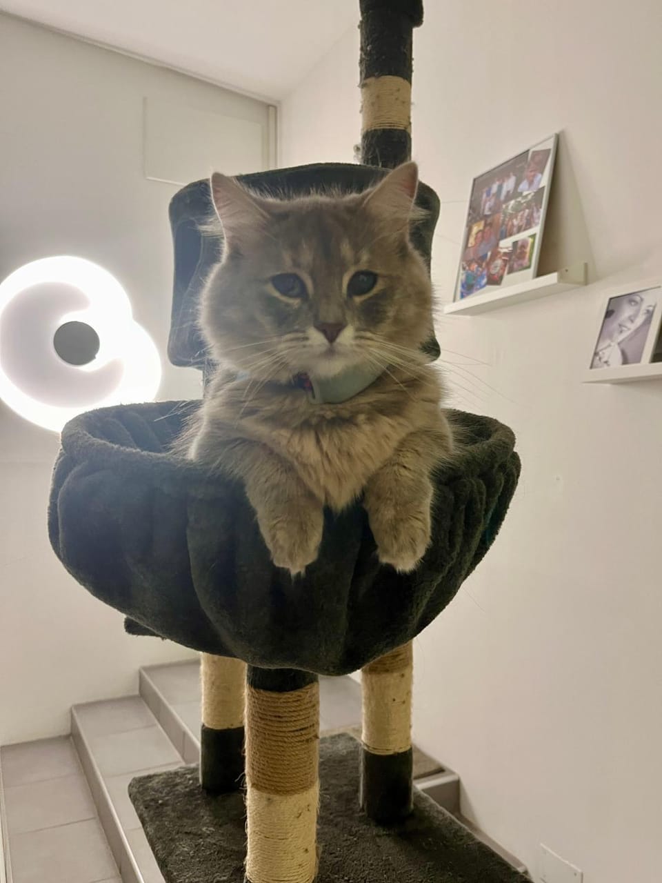 Pets
