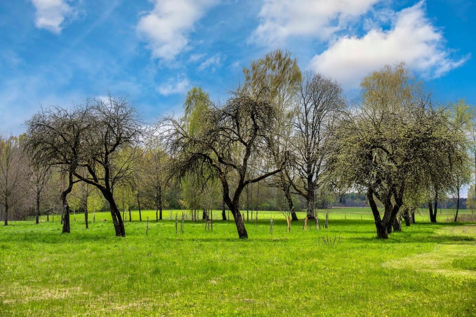 Spring, Day, Natural landscape, Garden, Garden view
