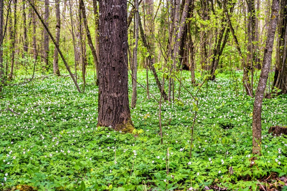Spring, Day, Natural landscape