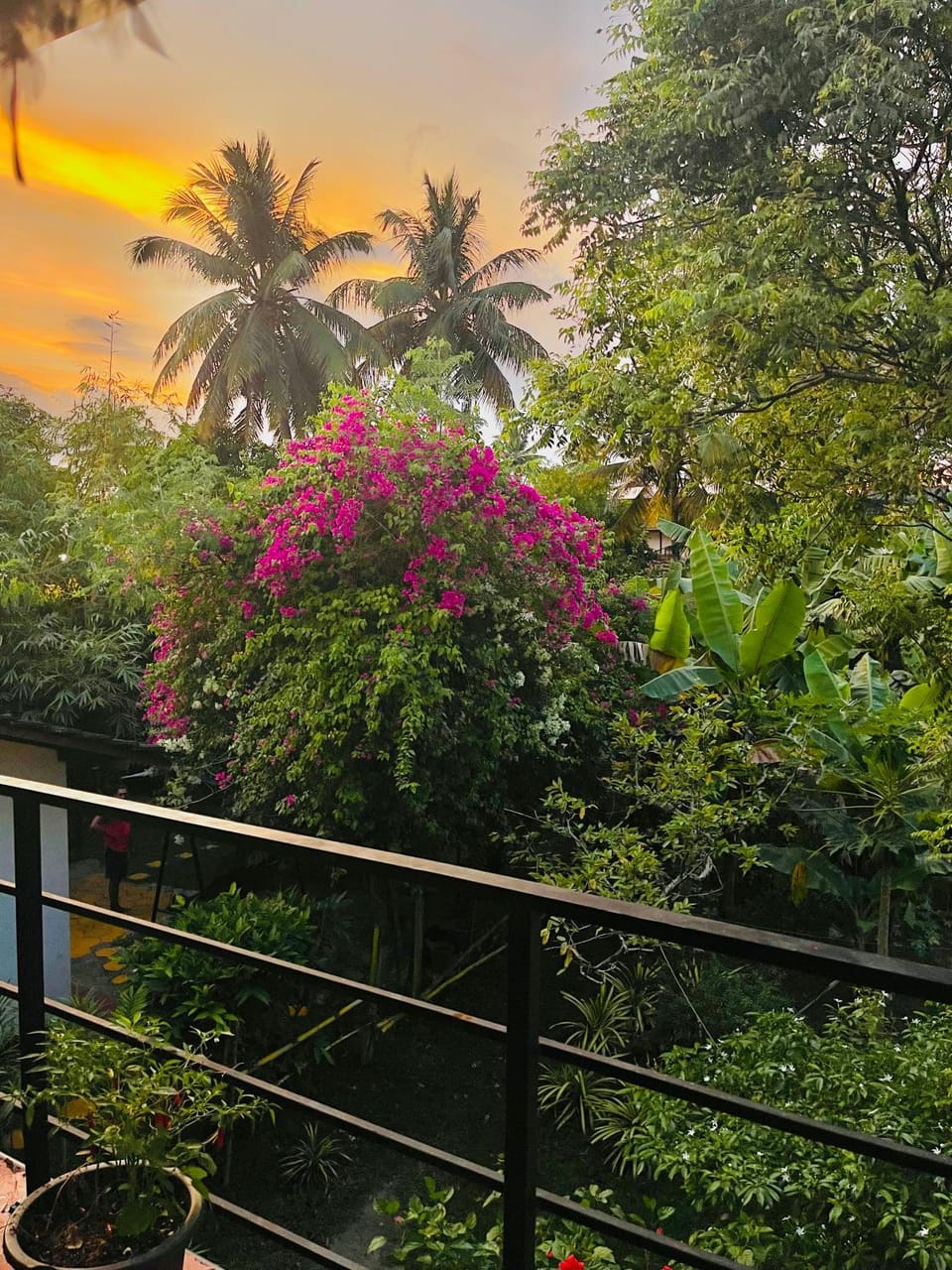 Spring, Day, Natural landscape, Garden, View (from property/room), Garden view, Sunset