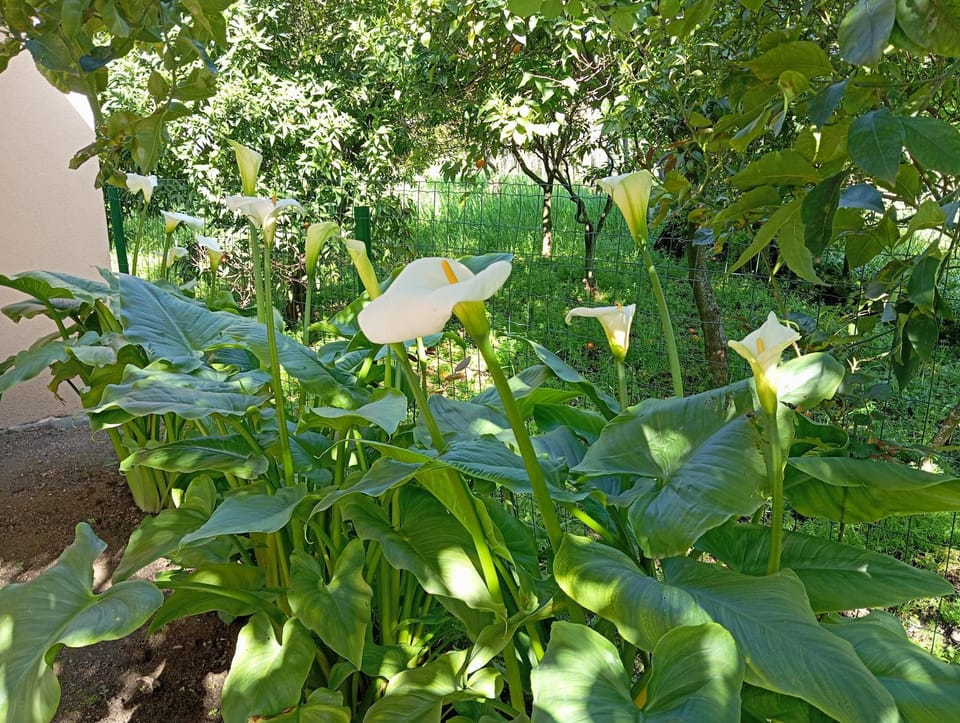 B&B Esterina Bed and Breakfast in Campania