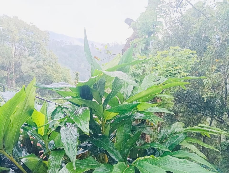 Munnar Hills And Mist Views Chalet in Kerala