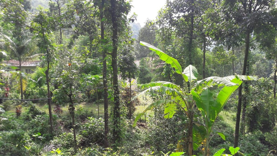 Natural landscape, Garden, Garden view