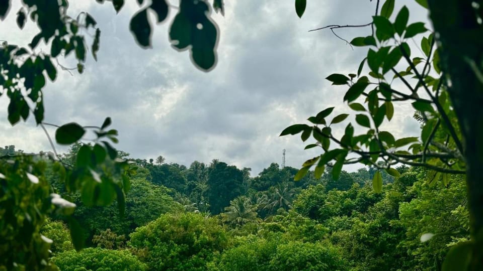 Natural landscape, Garden, Garden view