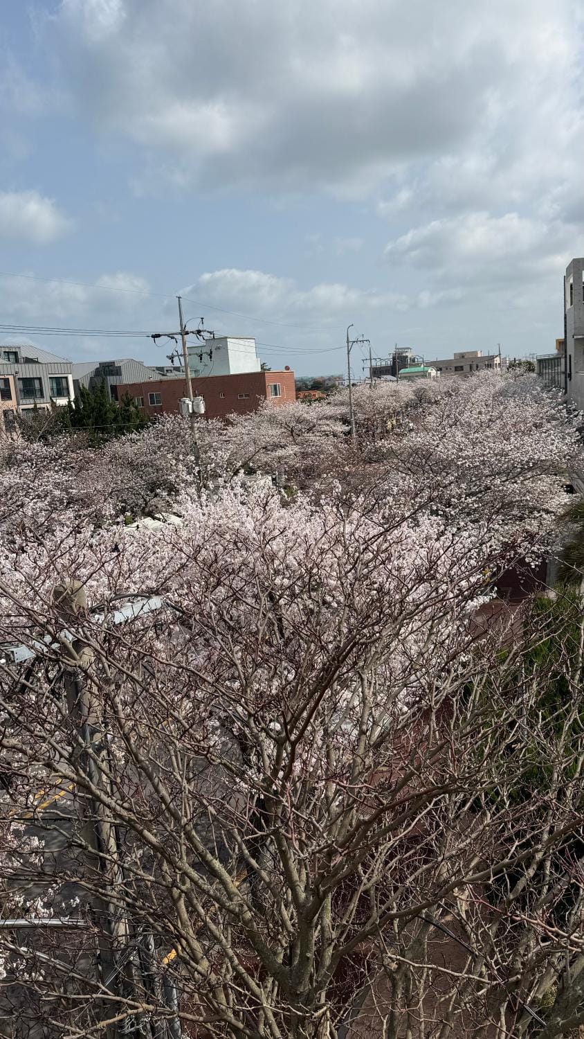 Property building, Spring, Day, Natural landscape, Street view