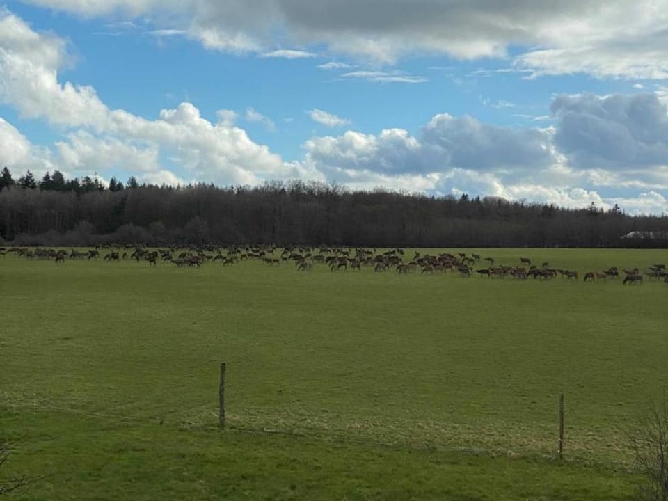 Gîte rural en Normandie avec animaux admis et WIFI, nature et calme - FR-1-497-227 House in Normandy